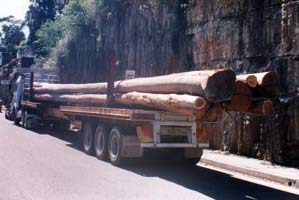 timber wharf piles
