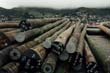 timber power poles
